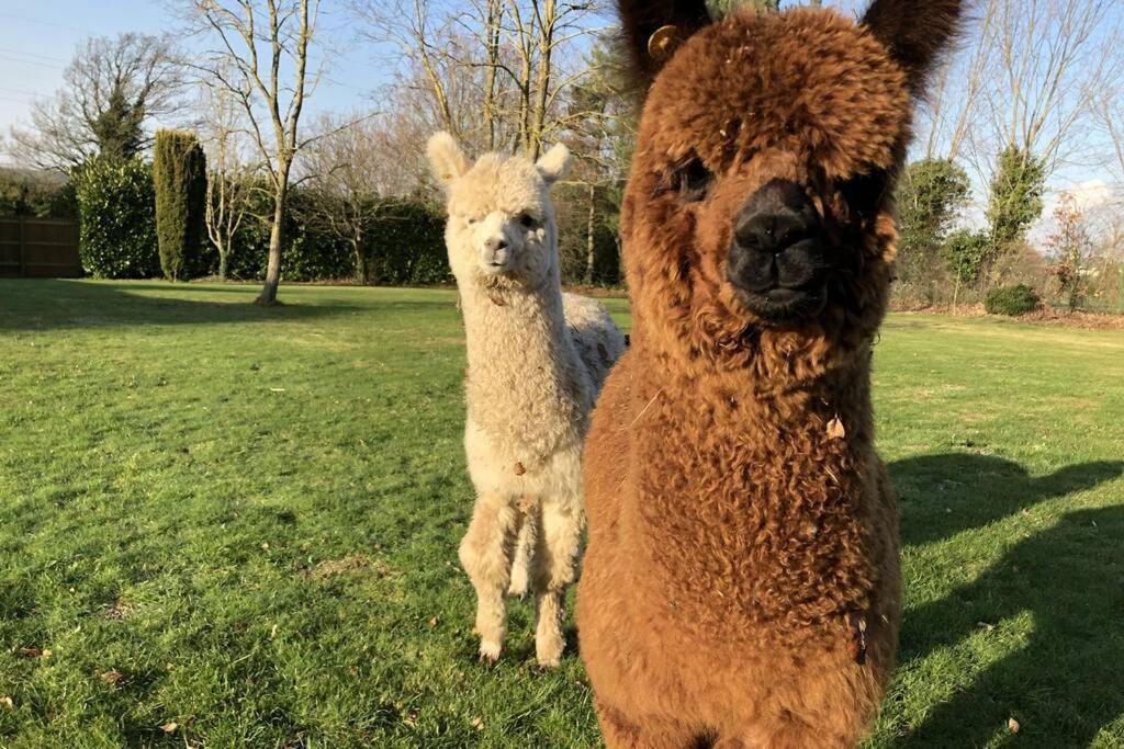 Alpaca Lodge Sittingbourne Εξωτερικό φωτογραφία