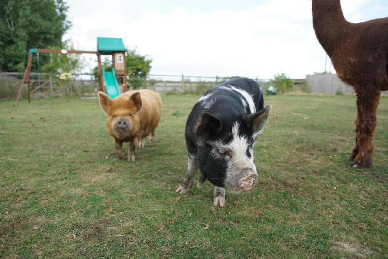 Alpaca Lodge Sittingbourne Εξωτερικό φωτογραφία
